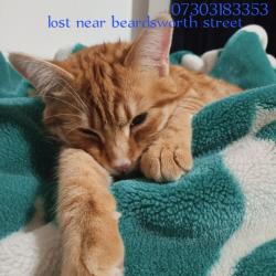 Lost Male Cat last seen Beardsworth street , Blackburn with Darwen, England BB1