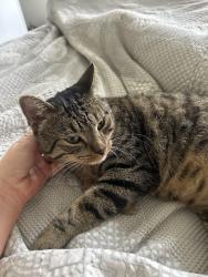 Lost Male Cat last seen Near Adrian st San Diego , San Diego, CA 92110