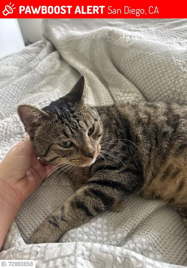 Lost Male Cat last seen Near Adrian st San Diego , San Diego, CA 92110
