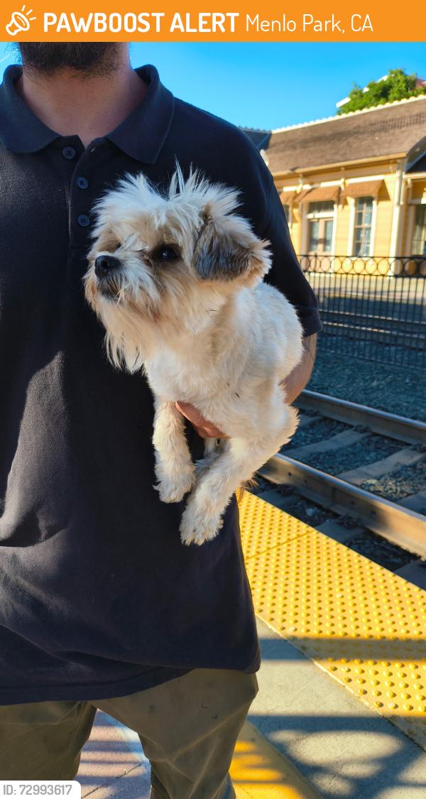Found/Stray Male Dog last seen San Carlos, CA, Menlo Park, CA 94025