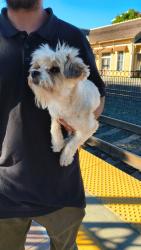 Found/Stray Male Dog last seen San Carlos, CA, Menlo Park, CA 94025