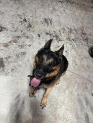 Reunited Male Dog last seen Rabidue and Rynn, North Street, MI 48049