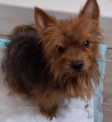 Lost Male Dog last seen Lake, San Antonio, TX 78201
