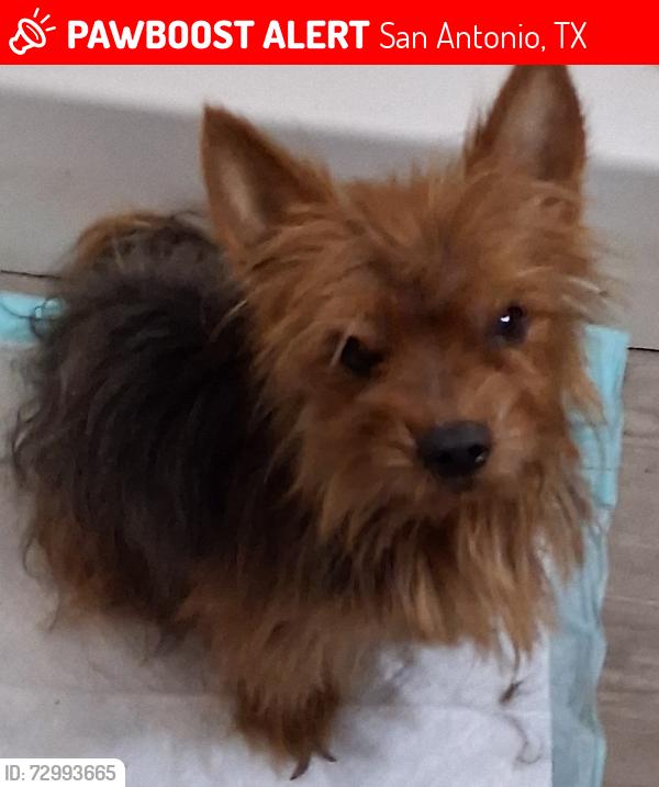 Lost Male Dog last seen Lake, San Antonio, TX 78201