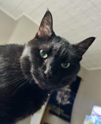 Reunited Male Cat last seen Near Langland St, Cincinnati, OH 45223, USA, Cincinnati, OH 45223