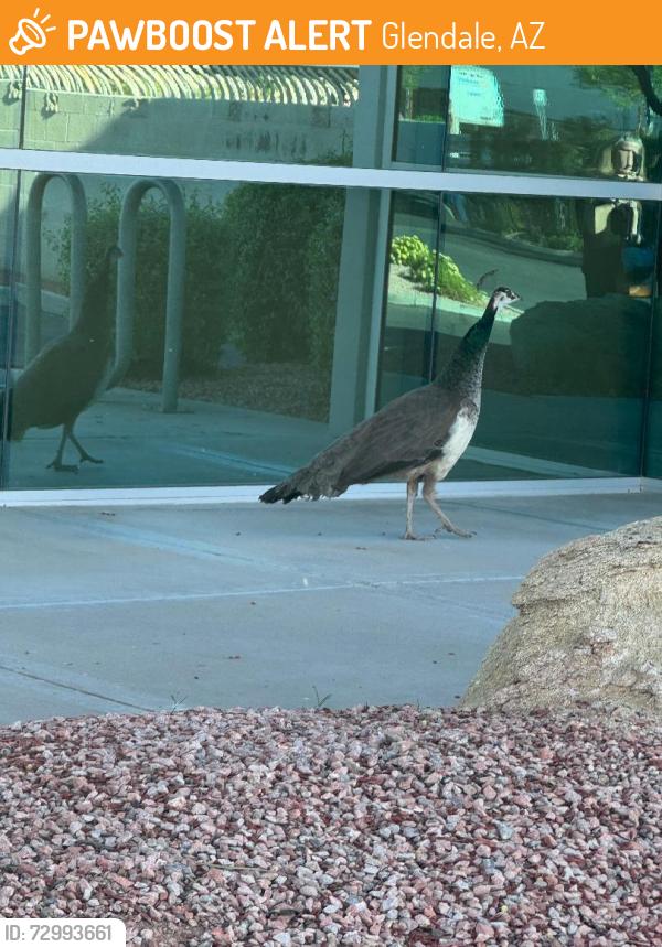 Found/Stray Female Bird last seen 59th Ave & Bell Rd, Glendale, AZ 85308