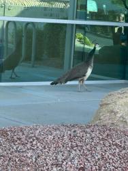 Found/Stray Female Bird last seen 59th Ave & Bell Rd, Glendale, AZ 85308
