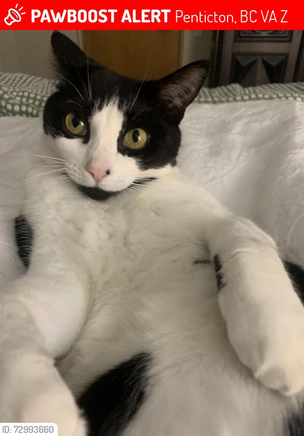 Lost Female Cat last seen West Bench Elementary School, Penticton, BC V2A 8Z3