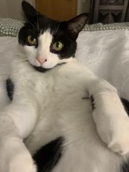 Lost Female Cat last seen West Bench Elementary School, Penticton, BC V2A 8Z3