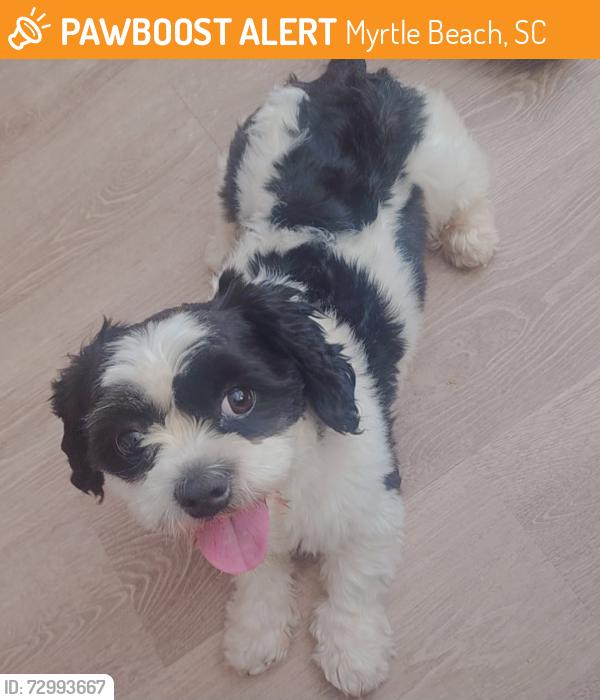 Found/Stray Male Dog last seen Near flagstone, Myrtle Beach, SC 29577