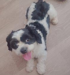 Found/Stray Male Dog last seen Near flagstone, Myrtle Beach, SC 29577