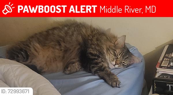 Lost Female Cat last seen Akin and Alberge, Middle River, MD 21220