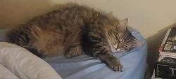 Lost Female Cat last seen Akin and Alberge, Middle River, MD 21220