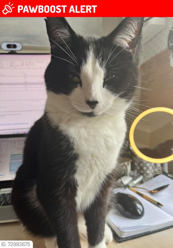 Lost Male Cat last seen Pavillion Place , Molesey, England KT8