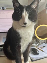 Lost Male Cat last seen Pavillion Place , Molesey, England KT8