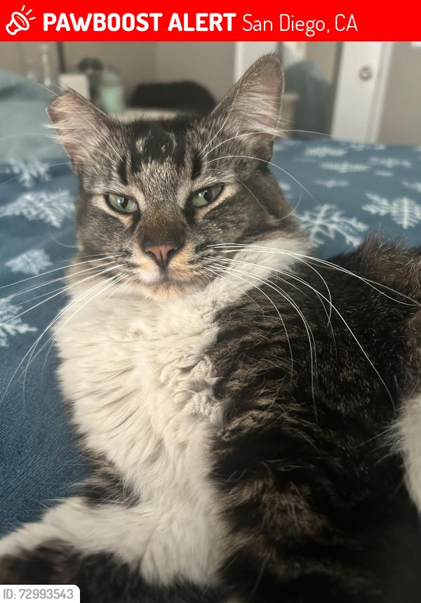 Lost Unknown Cat last seen Oro Vista Road at the Oro Vista Villas apmt Complex, San Diego, CA 92154