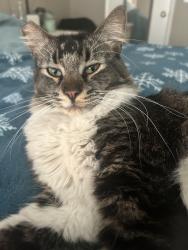 Lost Unknown Cat last seen Oro Vista Road at the Oro Vista Villas apmt Complex, San Diego, CA 92154
