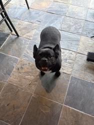Reunited Unknown Dog last seen Village Ridge Dr, Tomball, TX 77375, USA, Tomball, TX 77375