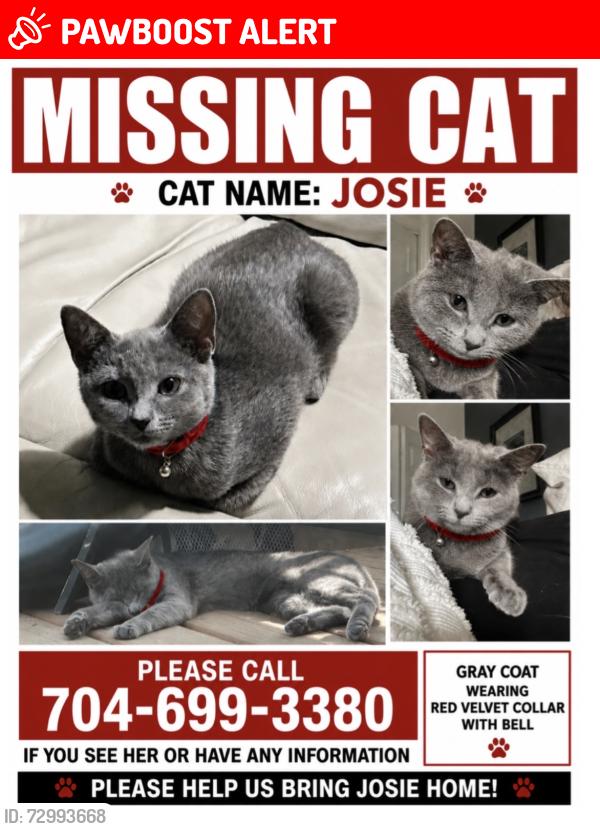 Lost Female Cat last seen Pioneer road , Cabarrus County, NC 28075