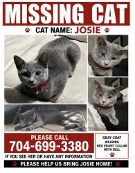Lost Female Cat last seen Pioneer road , Cabarrus County, NC 28075