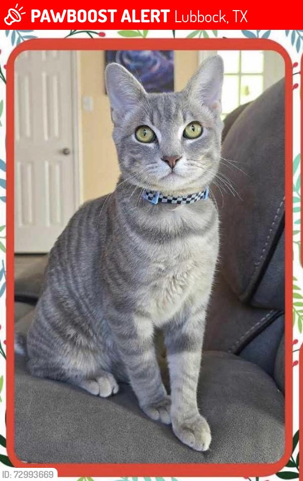 Lost Male Cat last seen Near 71st , Lubbock, TX 79424