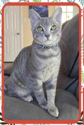 Lost Male Cat last seen Near 71st , Lubbock, TX 79424