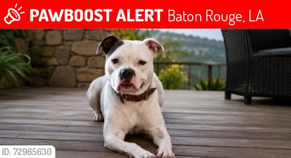 Lost Male Dog last seen Sherwood and wentley, Baton Rouge, LA 70808