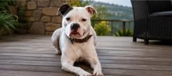 Lost Male Dog last seen Sherwood and wentley, Baton Rouge, LA 70808