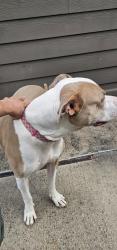 Found/Stray Female Dog last seen Oak tree cndmnium apmts, Carrollton, TX 75006