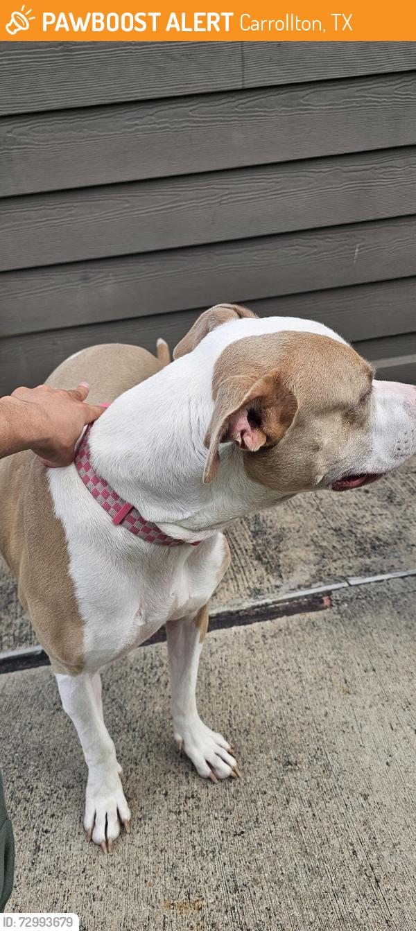 Found/Stray Female Dog last seen Oak tree cndmnium apmts, Carrollton, TX 75006