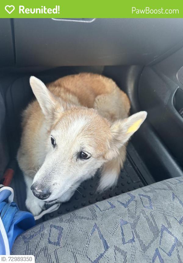 Reunited Male Dog last seen Walnut , Fontana, CA 92336