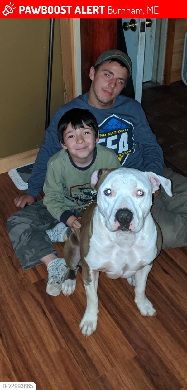 Lost Male Dog last seen Troy road, Burnham, ME 04922