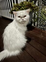 Lost Female Cat last seen Campbell Mill Road , Mason, NH 03048