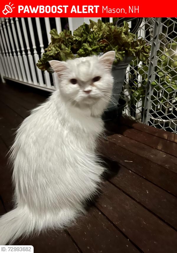 Lost Female Cat last seen Campbell Mill Road , Mason, NH 03048