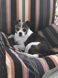 Lost Female Dog last seen M Rd/ Bradyville pk , Rutherford County, TN 37127