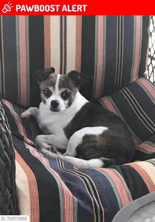 Lost Female Dog last seen M Rd/ Bradyville pk , Rutherford County, TN 37127