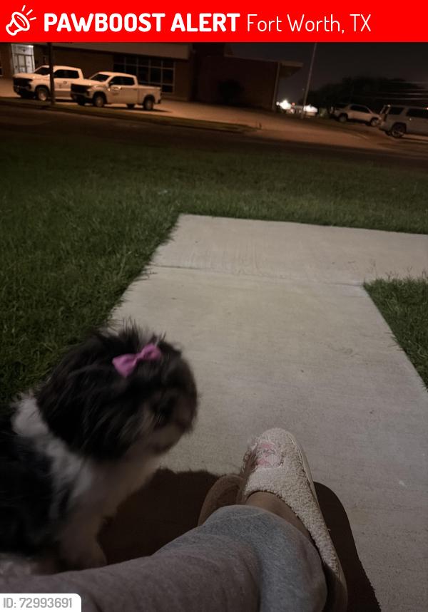 Lost Female Dog last seen Fort Worth police department, Fort Worth, TX 76116