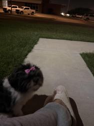 Lost Female Dog last seen Fort Worth police department, Fort Worth, TX 76116