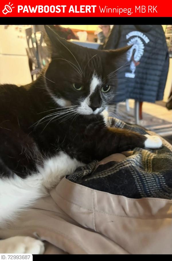 Lost Female Cat last seen TuPelo Avenue, Winnipeg, MB R2K