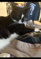 Lost Female Cat last seen TuPelo Avenue, Winnipeg, MB R2K