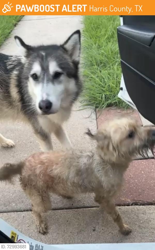 Found/Stray Male Dog last seen Morton and Fry rd, Harris County, TX 77449