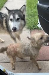 Found/Stray Male Dog last seen Morton and Fry rd, Harris County, TX 77449