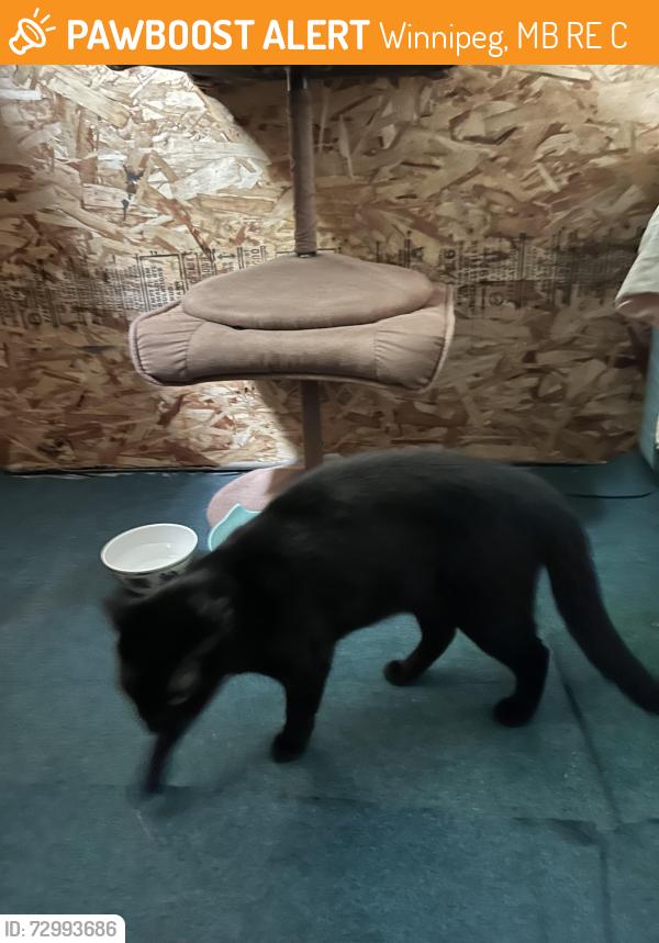 Found/Stray Female Cat last seen Notre Dame ave, Winnipeg, MB R3E 2C8
