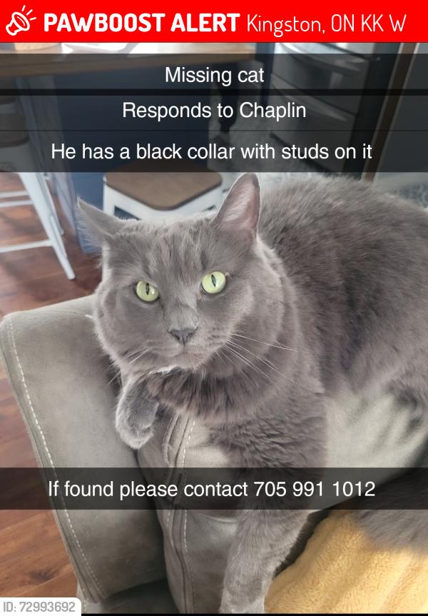 Lost Male Cat last seen Lost on cherry st could be somewhere around york or chestnut, Kingston, ON K7K 3W2