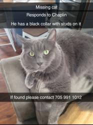 Lost Male Cat last seen Lost on cherry st could be somewhere around york or chestnut, Kingston, ON K7K 3W2