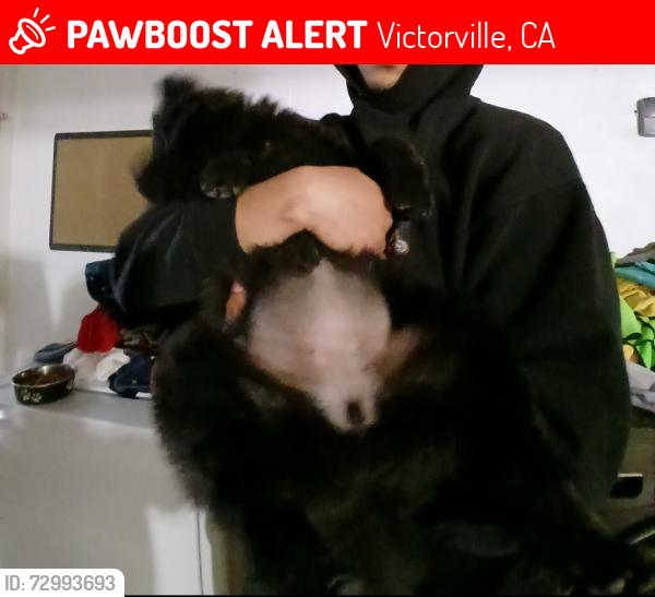 Lost Female Dog last seen Clydesdale runlane, Victorville, CA 92394