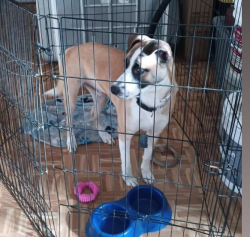 Reunited Male Dog last seen Near Anita st Chula Vista 91910, Chula Vista, CA 91911