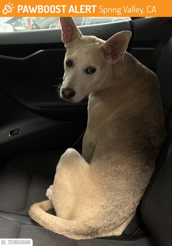 Found/Stray Male Dog last seen Millar ranch road, Spring Valley, CA 91978