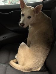 Found/Stray Male Dog last seen Millar ranch road, Spring Valley, CA 91978