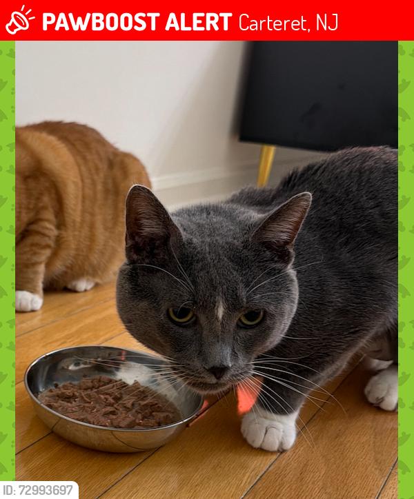 Lost Male Cat last seen Gateway at carteret, Carteret, NJ 07008